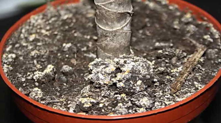 Почему в цветочных горшках белый налет