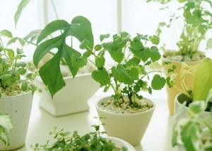 Уход за комнатными растениями - общие принципы и правила