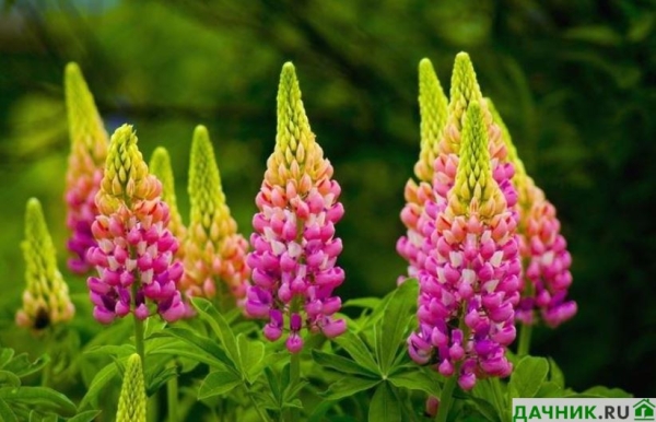 Цветок Люпин: руководство по выращиванию многолетника от опытного цветовода