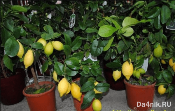 выращивание лимонов дома