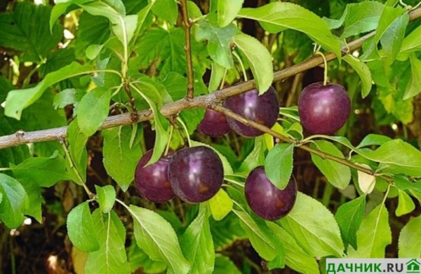 Вишнеслива: описание и выращивание сливово-вишнёвого гибрида
