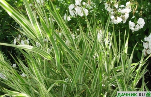Трава Бухарник: описание почвопокровника и секреты выращивания украшения для сада