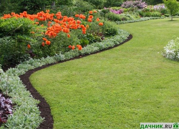 Чистец: советы по правильной посадке и уходу от опытного садовода