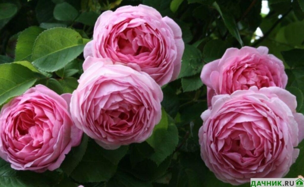 Белые и розовые сорта пионовидных роз: краткие характеристики и много фото