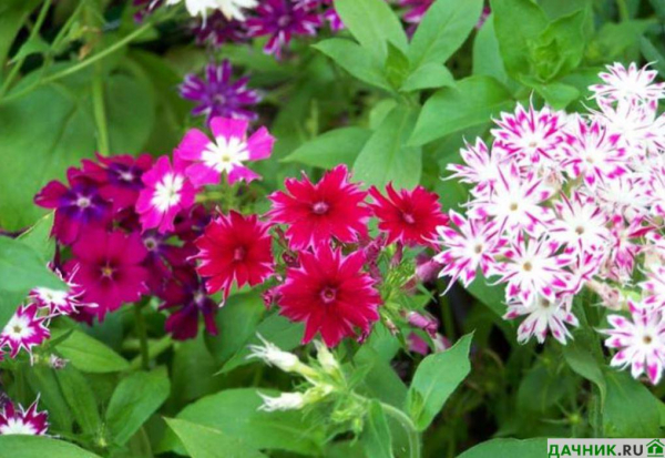 Флокс Друммонда: выращивание из семян, уход в цветнике и популярные сорта с фото