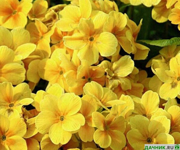 Флокс Друммонда: выращивание из семян, уход в цветнике и популярные сорта с фото