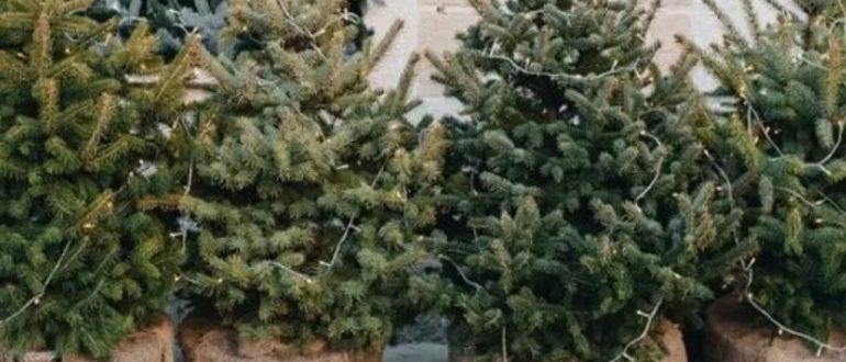 Эко-тренд года: почему всё больше людей выбирают ёлку в горшке