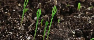 Как повысить всхожесть семян ели и сосны — практические советы питомников