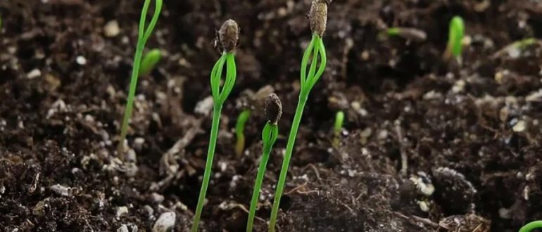 Как повысить всхожесть семян ели и сосны — практические советы питомников