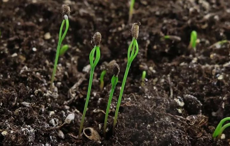 Как повысить всхожесть семян ели и сосны — практические советы питомников