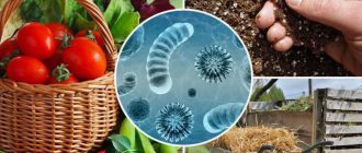 Биологическая защита сада: как полезные микроорганизмы помогают справляться с инфекциями
