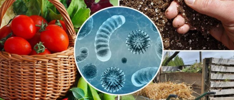 Биологическая защита сада: как полезные микроорганизмы помогают справляться с инфекциями