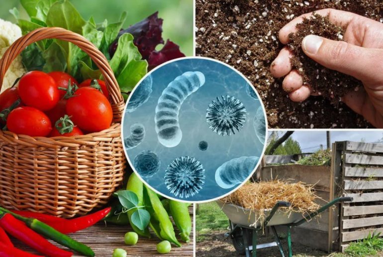Биологическая защита сада: как полезные микроорганизмы помогают справляться с инфекциями
