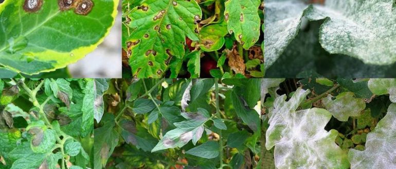 Фитофтора, ржавчина, септориоз: чем опасны самые распространенные болезни огородных культур