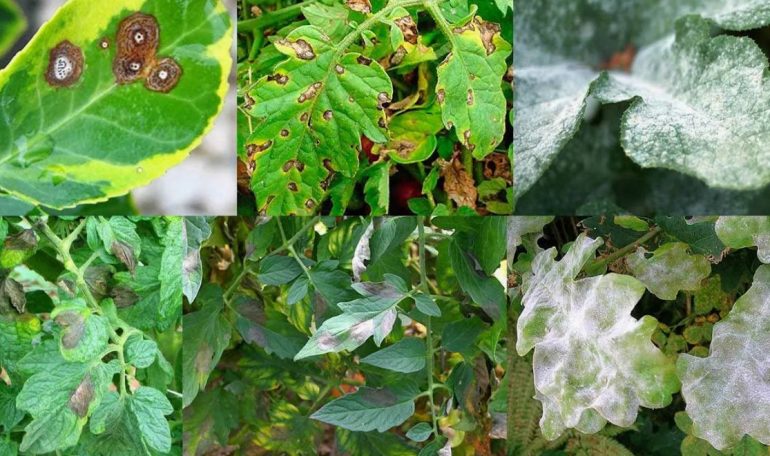 Фитофтора, ржавчина, септориоз: чем опасны самые распространенные болезни огородных культур