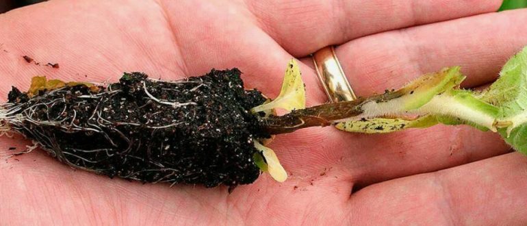 Черная ножка рассады: причины, симптомы, профилактика и лечение