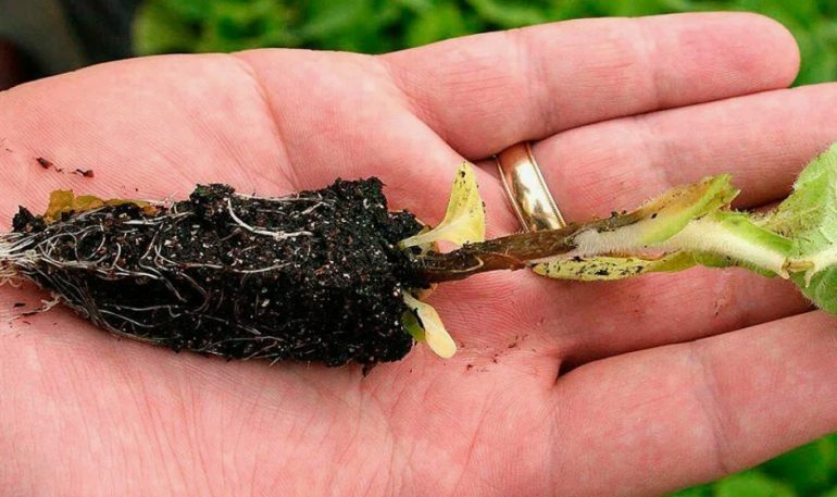 Черная ножка рассады: причины, симптомы, профилактика и лечение