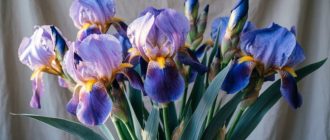 БукетДЗРЖ: Тренды букетов на 8 Марта 2026: что модно дарить в этом году?