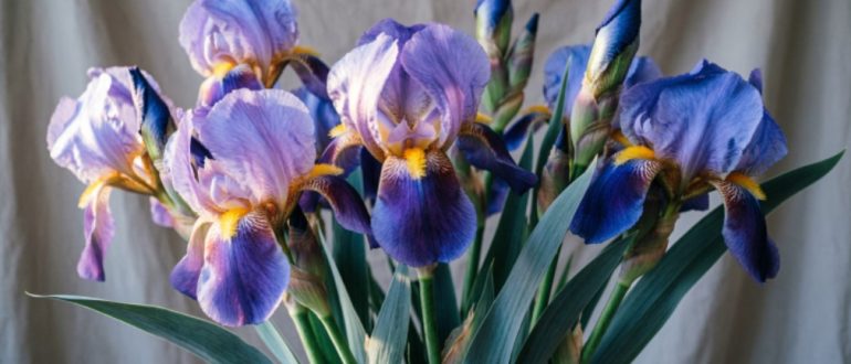 Тренды букетов на 8 Марта 2026: что модно дарить в этом году?