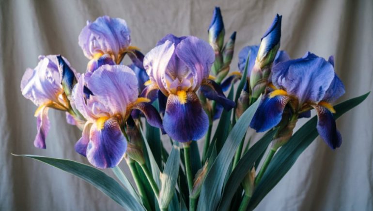 БукетДЗРЖ: Тренды букетов на 8 Марта 2026: что модно дарить в этом году?