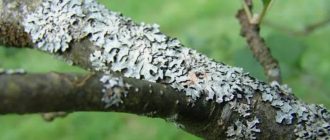 Как грибковые болезни разрушают сад и как этому противостоять