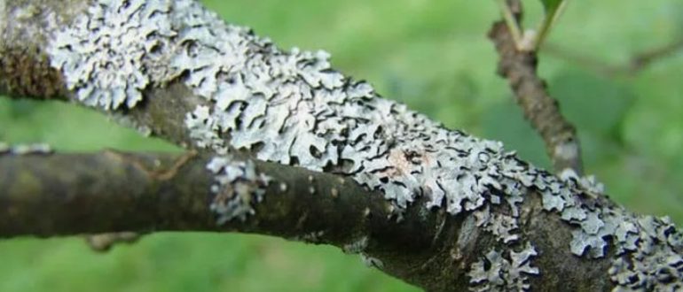 Как грибковые болезни разрушают сад и как этому противостоять