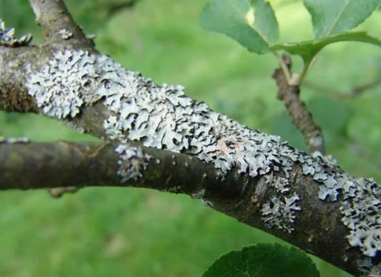 Как грибковые болезни разрушают сад и как этому противостоять