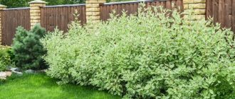 Что посадить первым: лучшие кустарники и деревья для быстрых изменений на участке