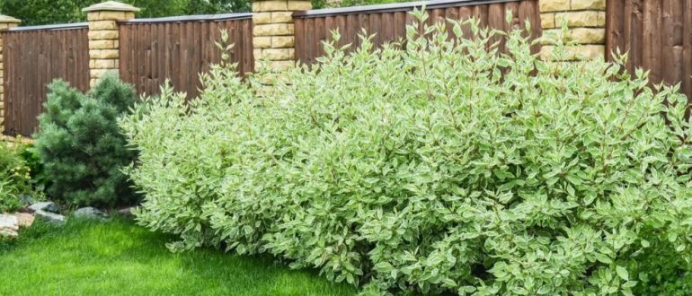 Что посадить первым: лучшие кустарники и деревья для быстрых изменений на участке