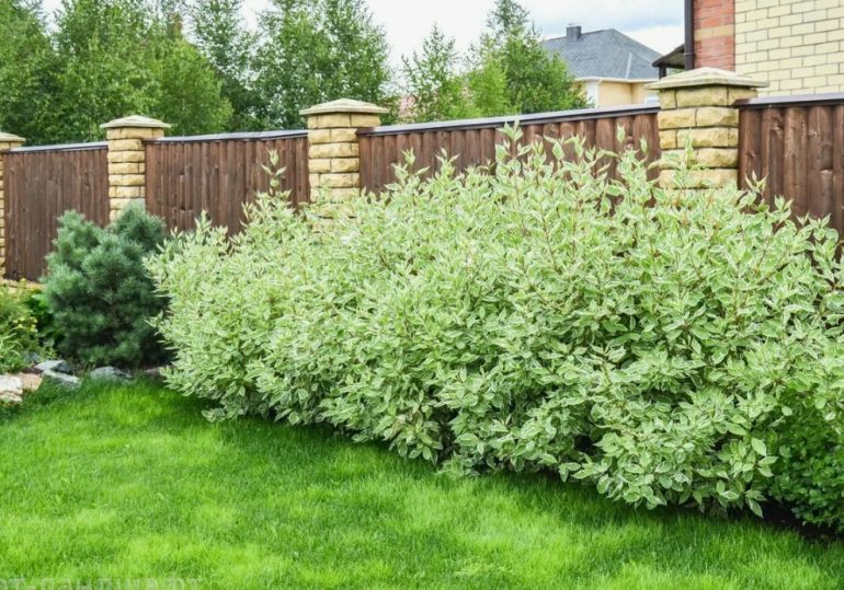 Что посадить первым: лучшие кустарники и деревья для быстрых изменений на участке