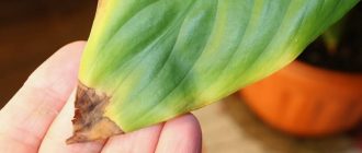 Почему желтеют листья: скрытые причины болезней комнатных растений