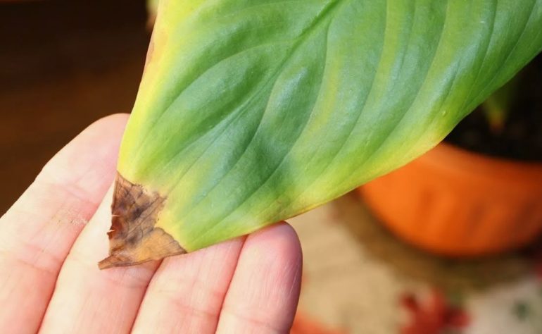 Почему желтеют листья: скрытые причины болезней комнатных растений