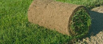 Как ухаживать за рулонным газоном после зимы: советы специалистов