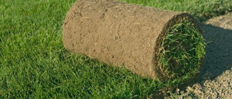 Как ухаживать за рулонным газоном после зимы: советы специалистов