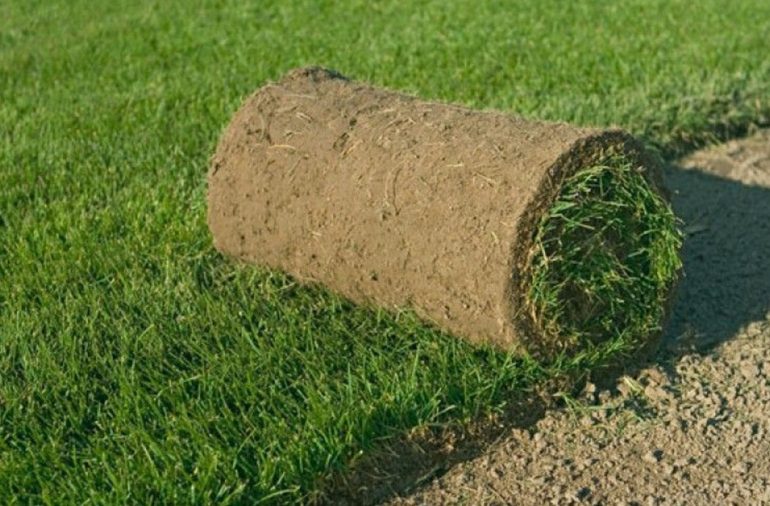 Как ухаживать за рулонным газоном после зимы: советы специалистов